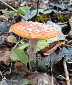 Pat 08 Heb er nog een paar gevonden